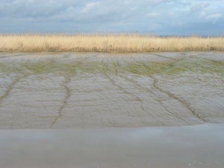 Photographie d'une vasière dans la partie aval de l'estuaire