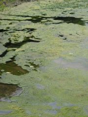 Phénomène d'emballement de la production primaire dans le bras de l'île Delage (eutrophisation des eaux de la Loire)