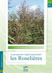 Nouvelle fiche de synthèse : L2B2 - Un groupement végétal représentatif : les roselières