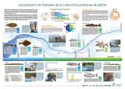 Les poissons de l'estuaire de la Loire et les pratiques de pêche