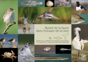 Illustré de la faune dans l'estuaire de la Loire