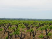 Culture de la vigne sur le coteau viticole du marais de Goulaine