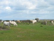 Pâturage sur la zone de remblai de Donges-Est et Tourelle des Moutons