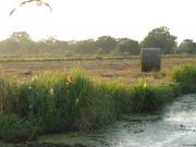 Fauche dans le marais Fresnier