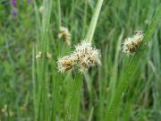 Scirpus triquetrus