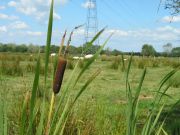 Typha latifolia