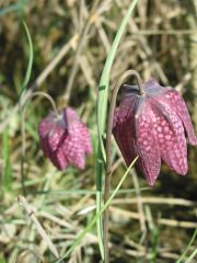 Fritillaria meleagris