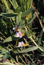 Gratiola officinalis