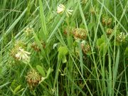 Trifolium michelianum