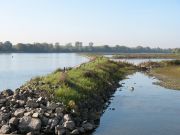 Chevrette dans le chenal navigable, en aval du bras de la Guillemette