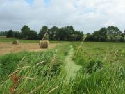 Prairie de fauche et douve du marais de l'Acheneau