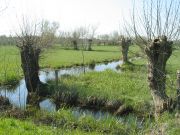 Arbres têtards dans le marais de Couëron, près du Dareau