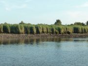 Roselière et berge enrochée de la section endiguée de l'estuaire de la Loire