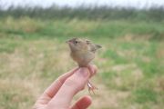 Cisticola juncidis