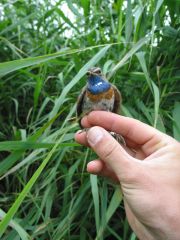 Luscinia svecica namnetum