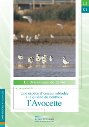 L2.C5 - Une espèces d'oiseau inféodée à la qualité du benthos : l'Avocette (2002)