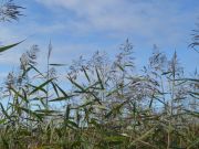 Etudes : Suivi long terme des roselières de l'estuaire de la Loire