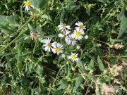 Aster maritime (Aster tripolium) sur l'île de la Maréchale