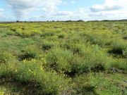 Séneçon du Cap (Senecio inaequidens)