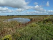 Roselières de Donges-Est à proximité de la raffinerie