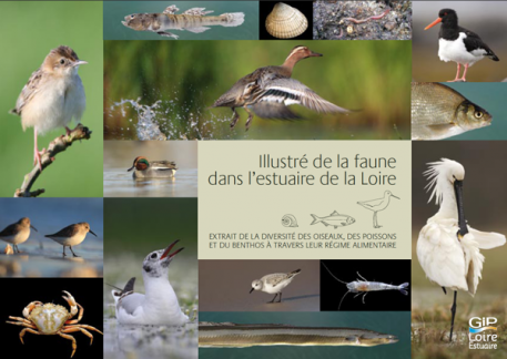 43656 4136 illustrefauneestuaireloire large